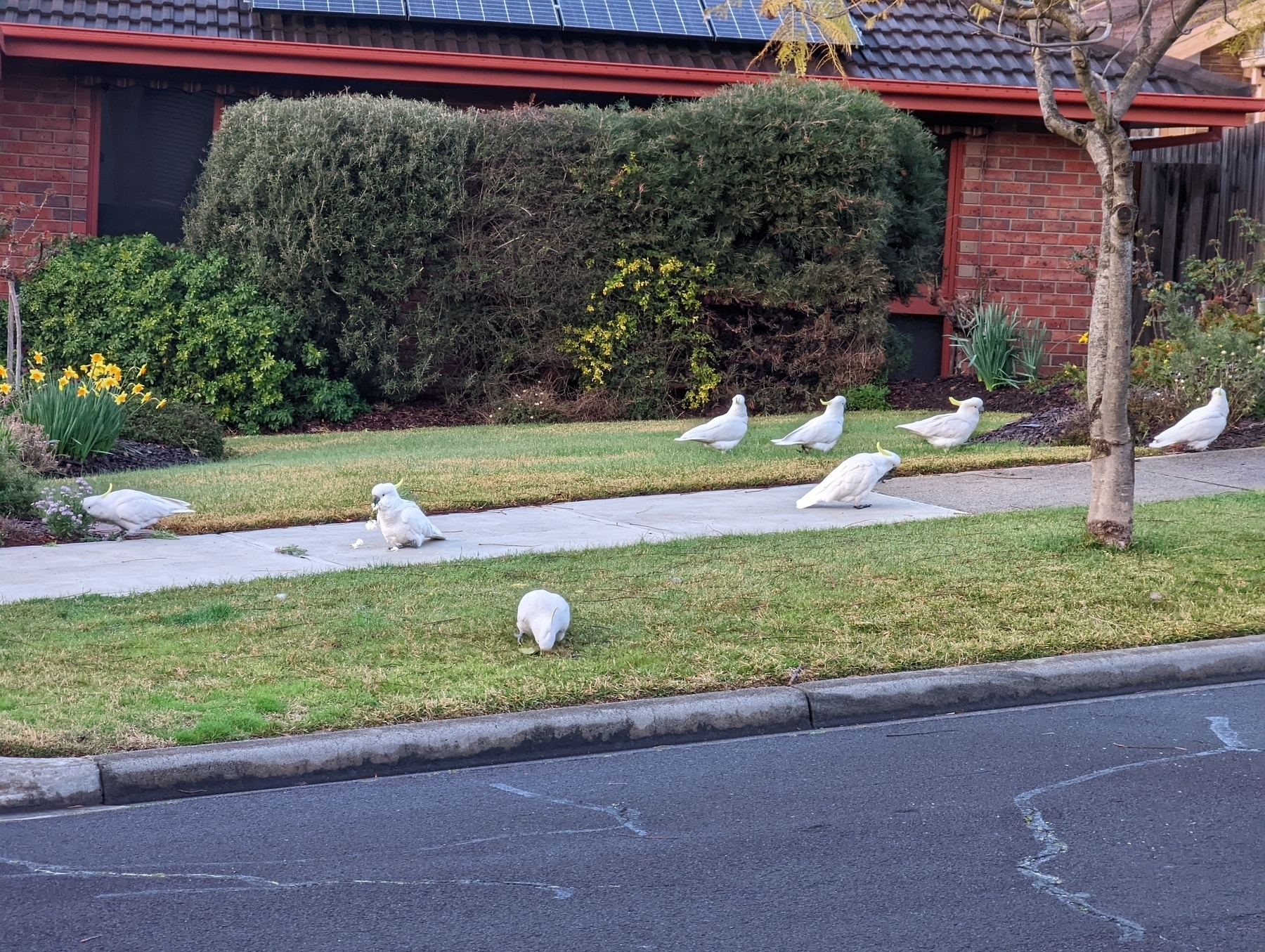 Sulphur-crested cockatoos feeding outside someones house.