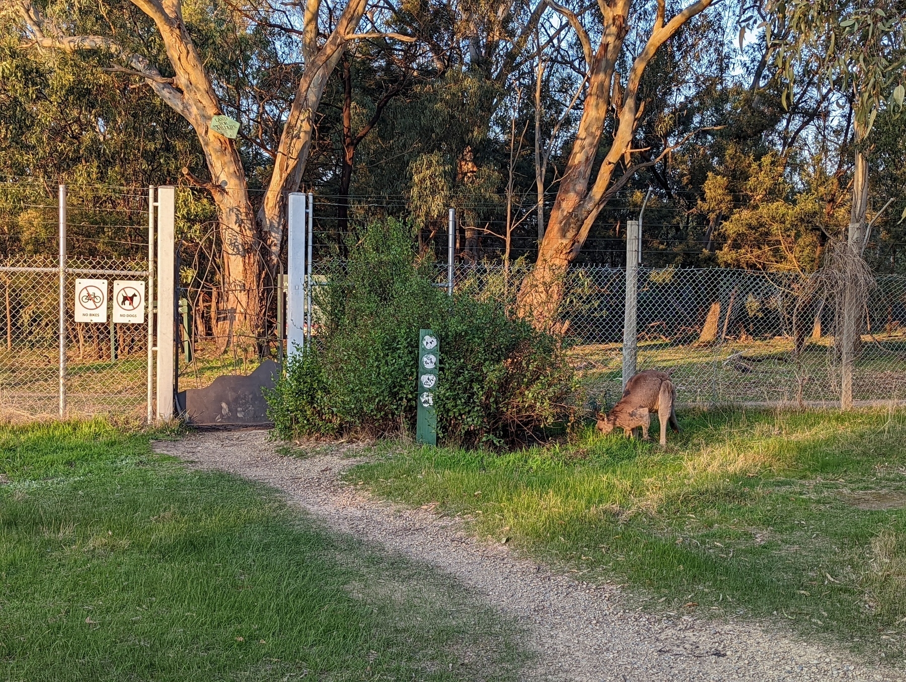 Kangaroo grazing a fence