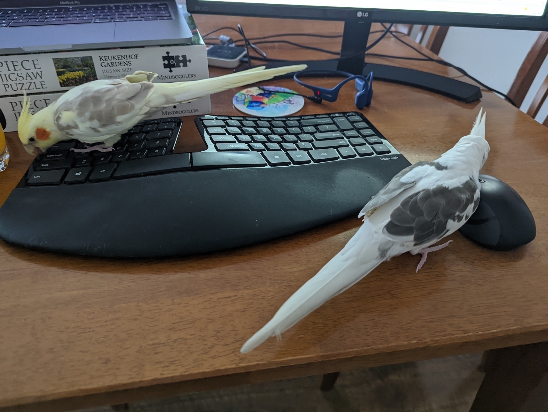 Cockatiels on keyboard and mouse