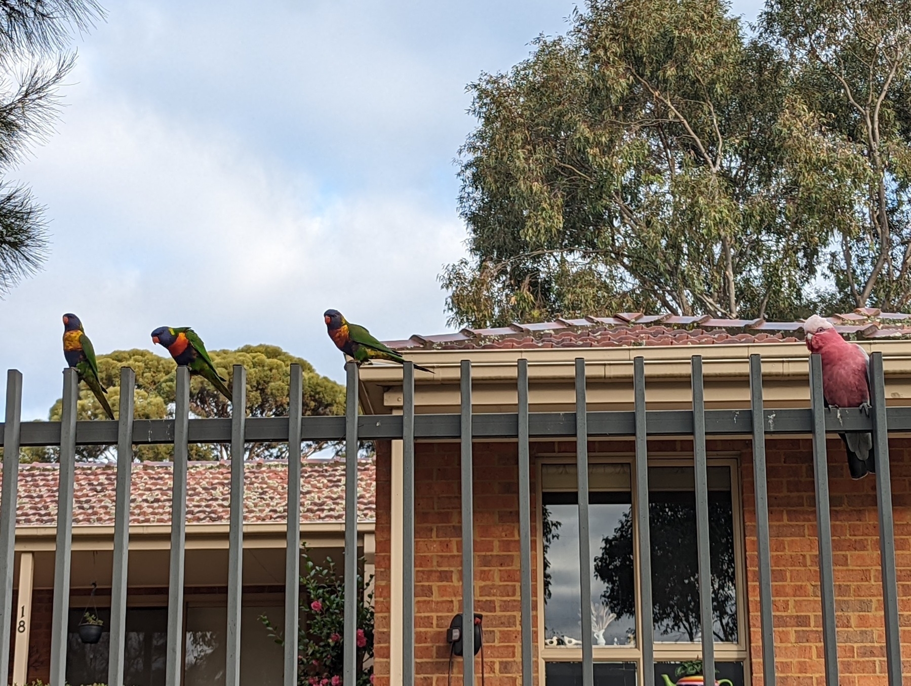 Rainbow lorikeets and a galllah sitting on a fence