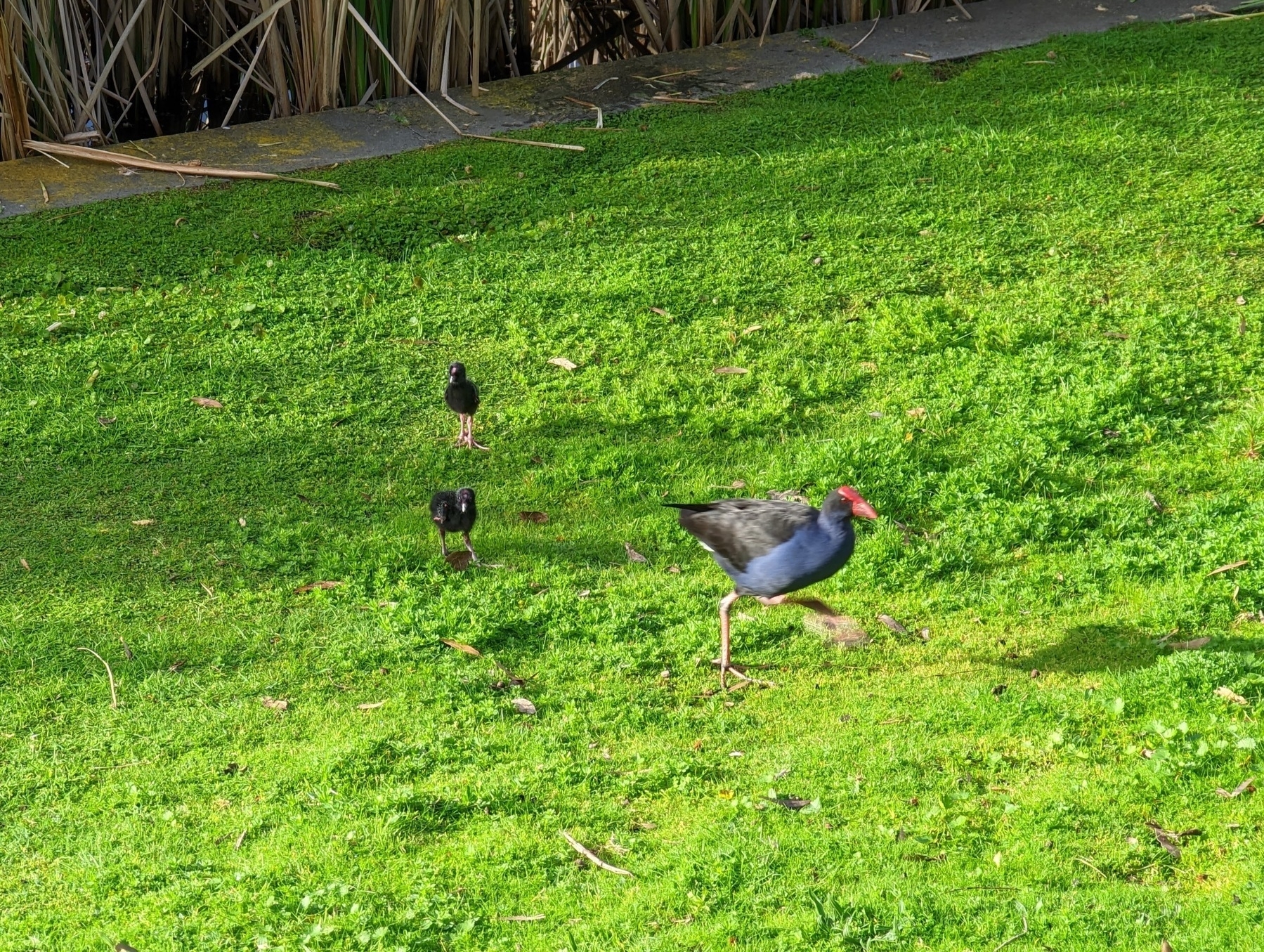 Purple swamphen with two chicks
