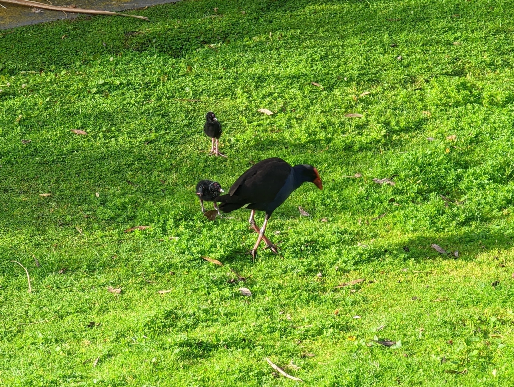Purple swamphen with two chicks