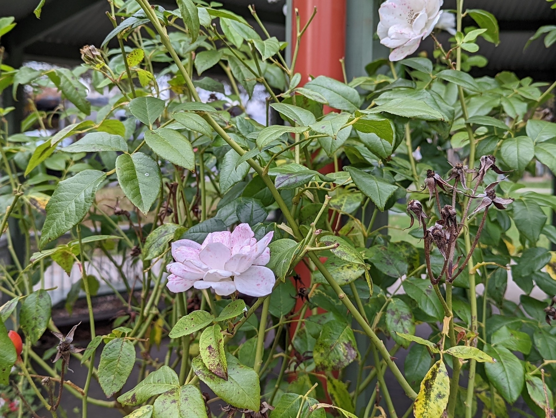 A formally thorny rose bush