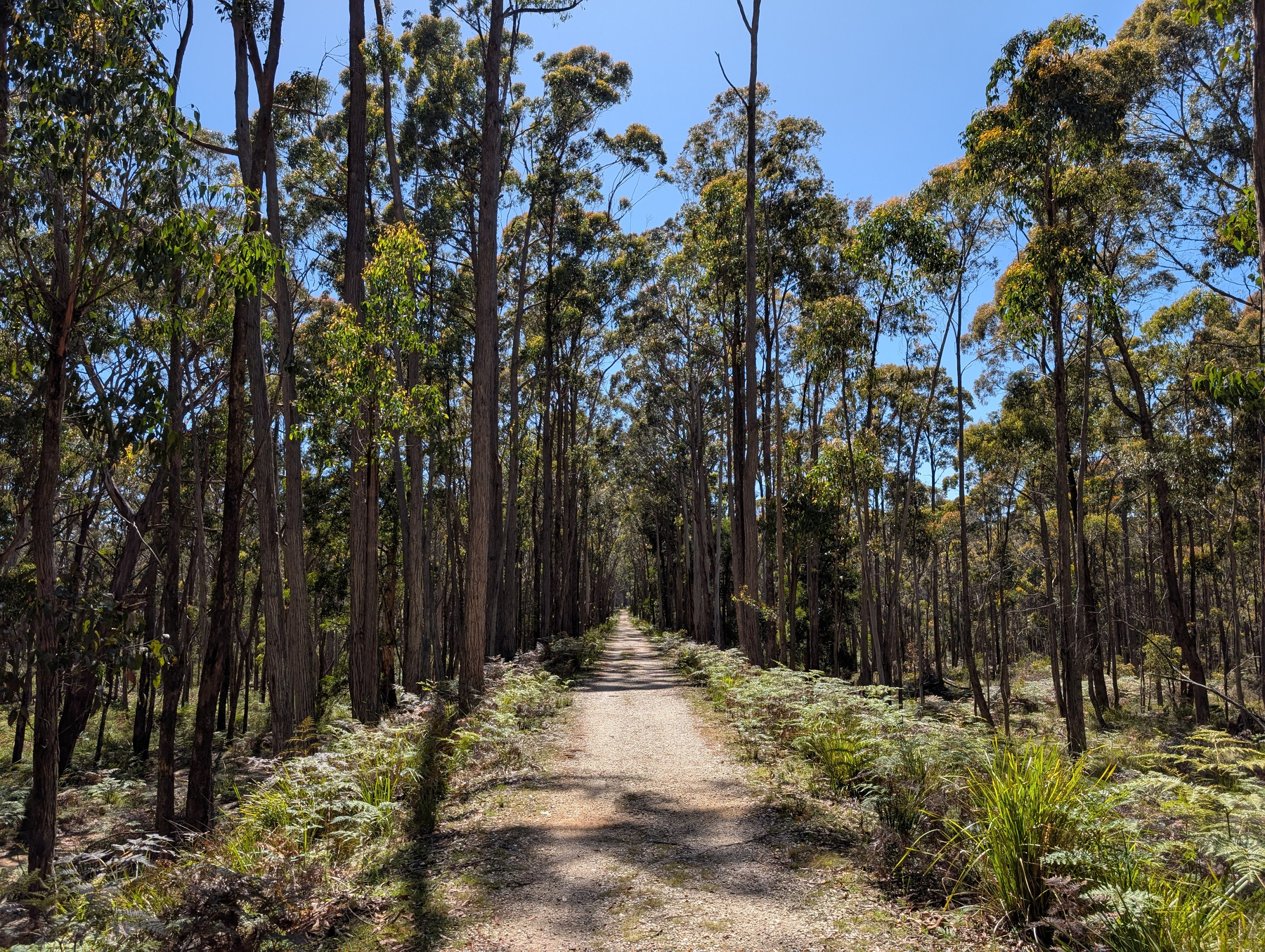 A dirt pathway surrounded by tall trees and greenery extends into the distance under a clear blue sky.