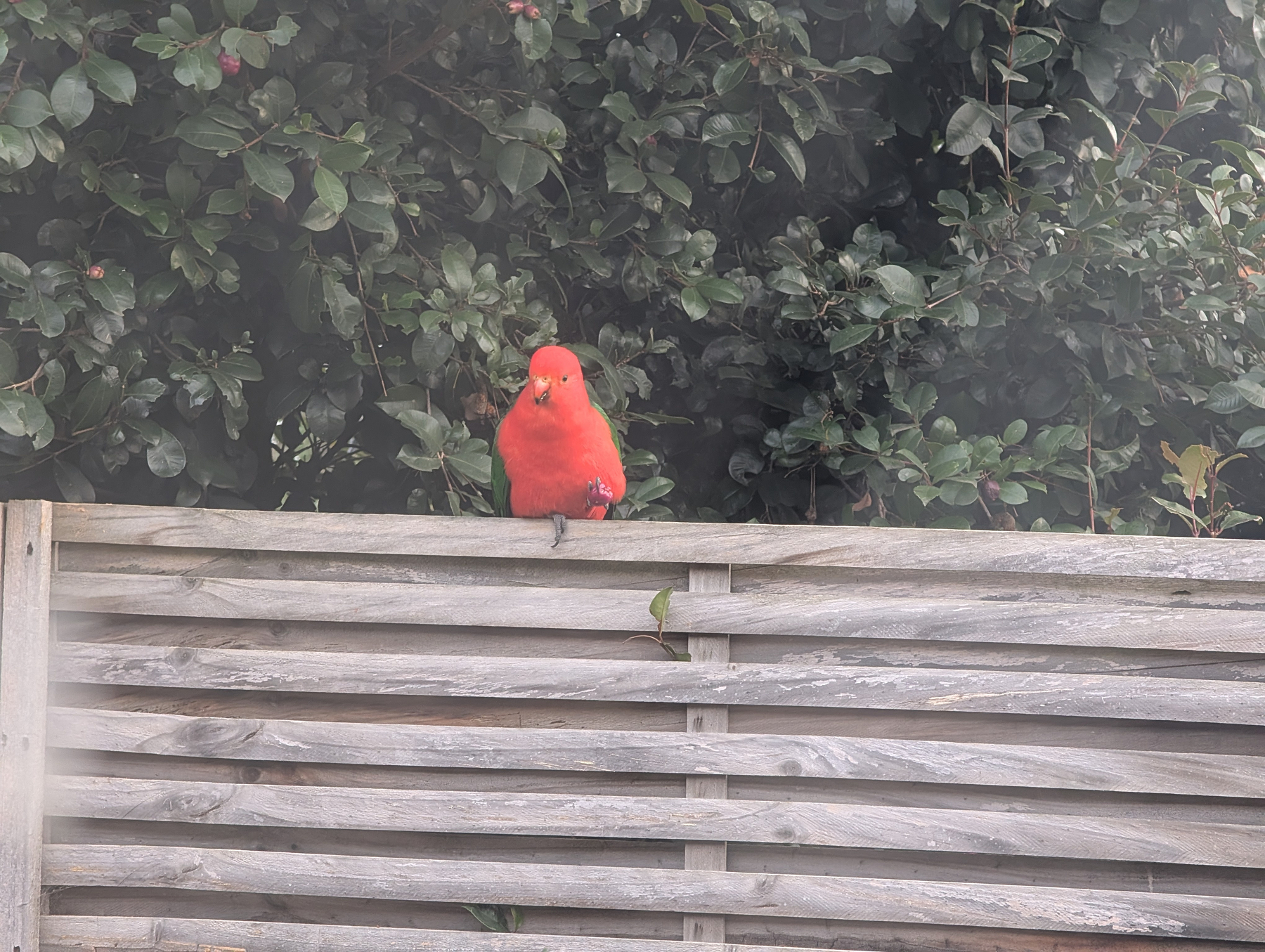 Auto-generated description: A bright red bird is perched on a wooden fence with leafy green bushes in the background.