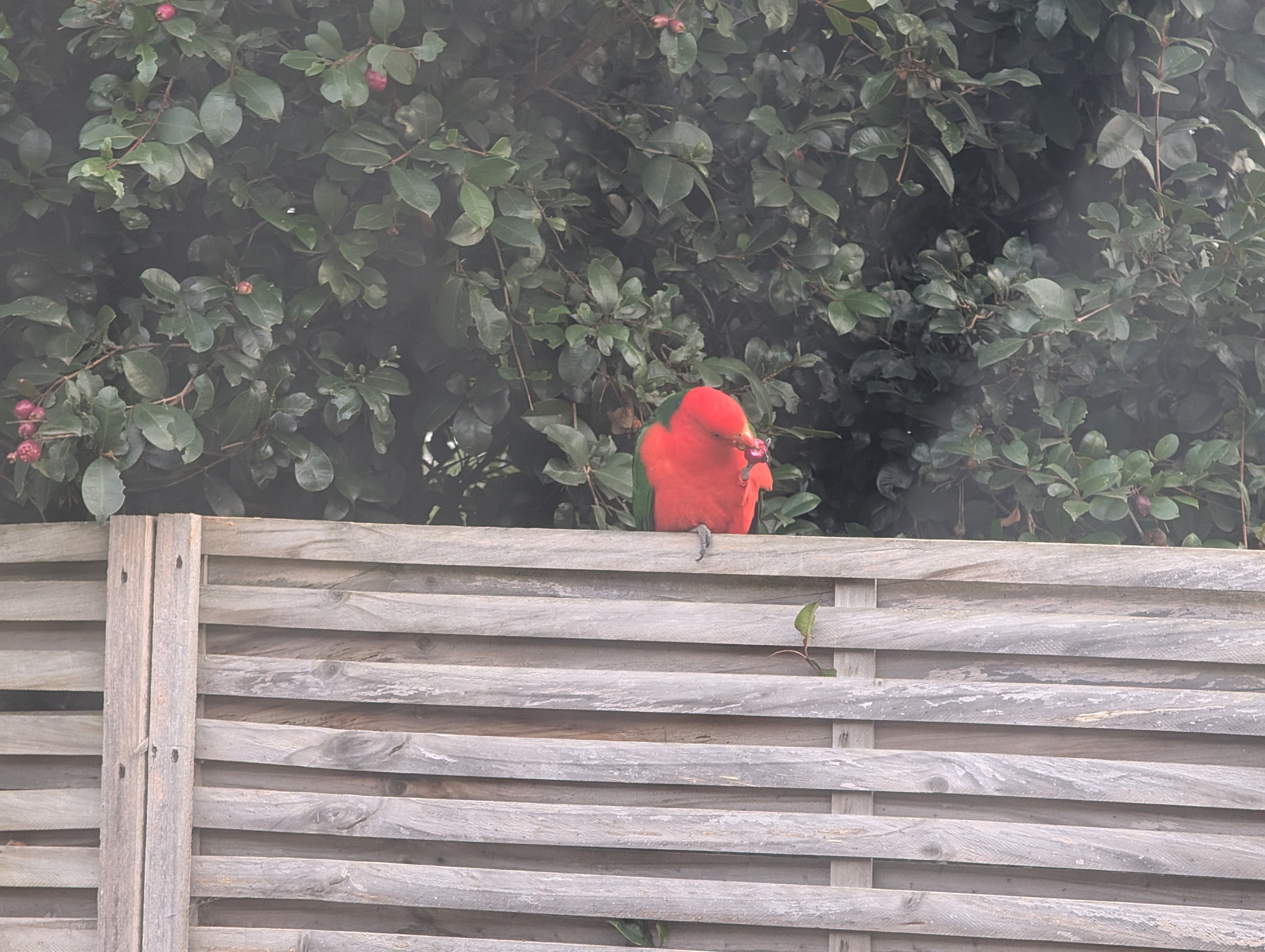 Auto-generated description: A vibrant red bird is perched on a wooden fence with dense green foliage in the background.